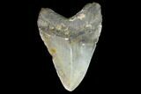 Fossil Megalodon Tooth - North Carolina #99333-1